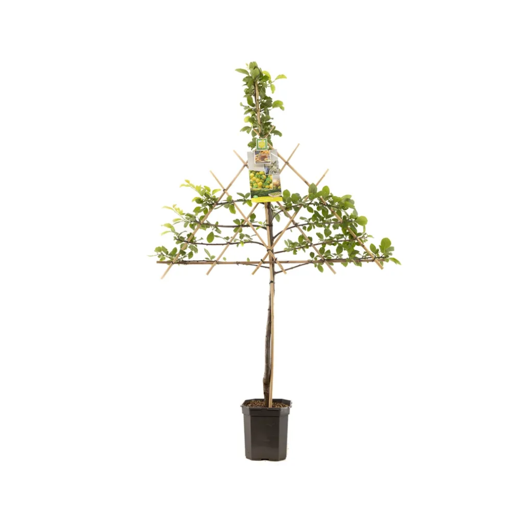 Groen-gele pruim (Prunus dom. Ontario leivorm) H 160 ø 24 cm