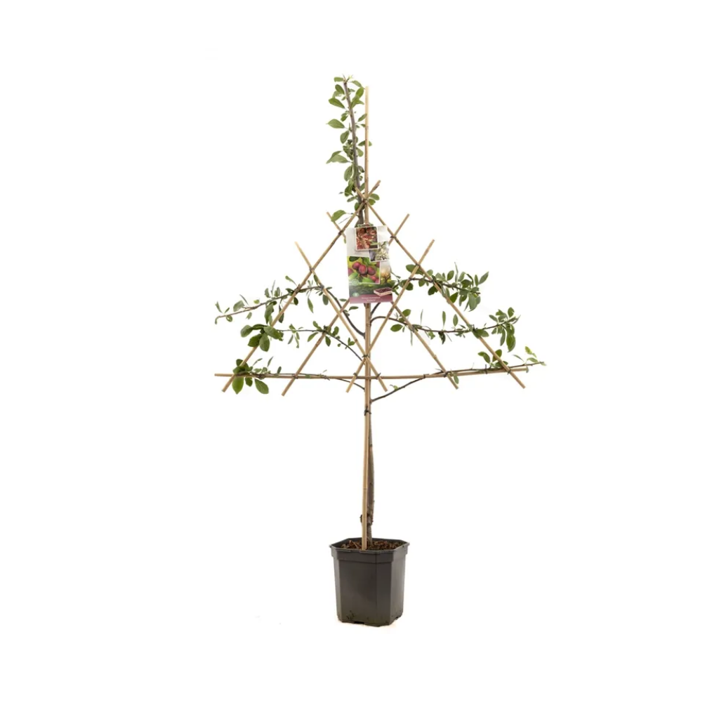 Oranje-rode pruim (Prunus dom. Victoria leivorm) H 160 ø 24 cm