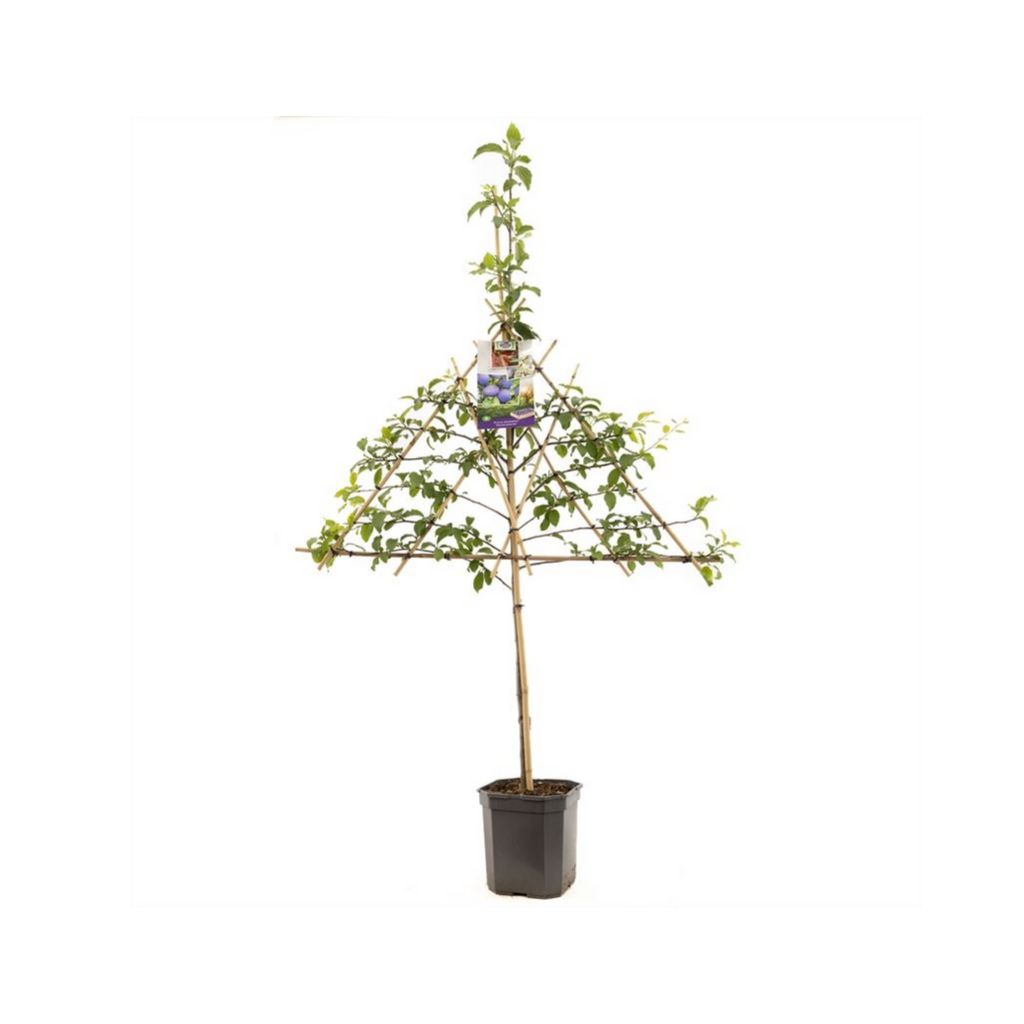 Donkerblauwe pruim (Prunus dom. Hauszwetsche leivorm) H 160 ø 24 cm