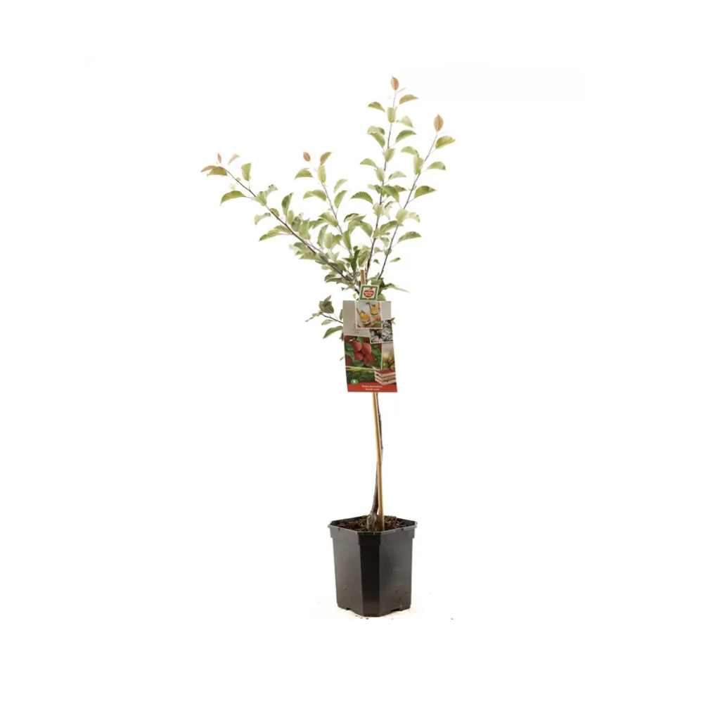 Appel met rood vruchtvlees (Malus dom. Sweet Love laagstam) H 160 ø 24 cm
