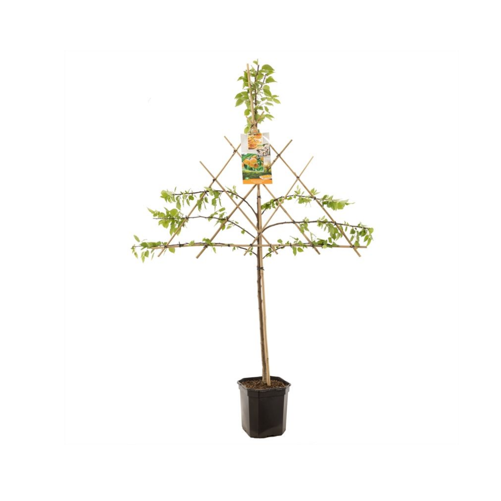 Abrikoos (Prunus armeniaca Tros Oranje lei) H 160 ø 24 cm