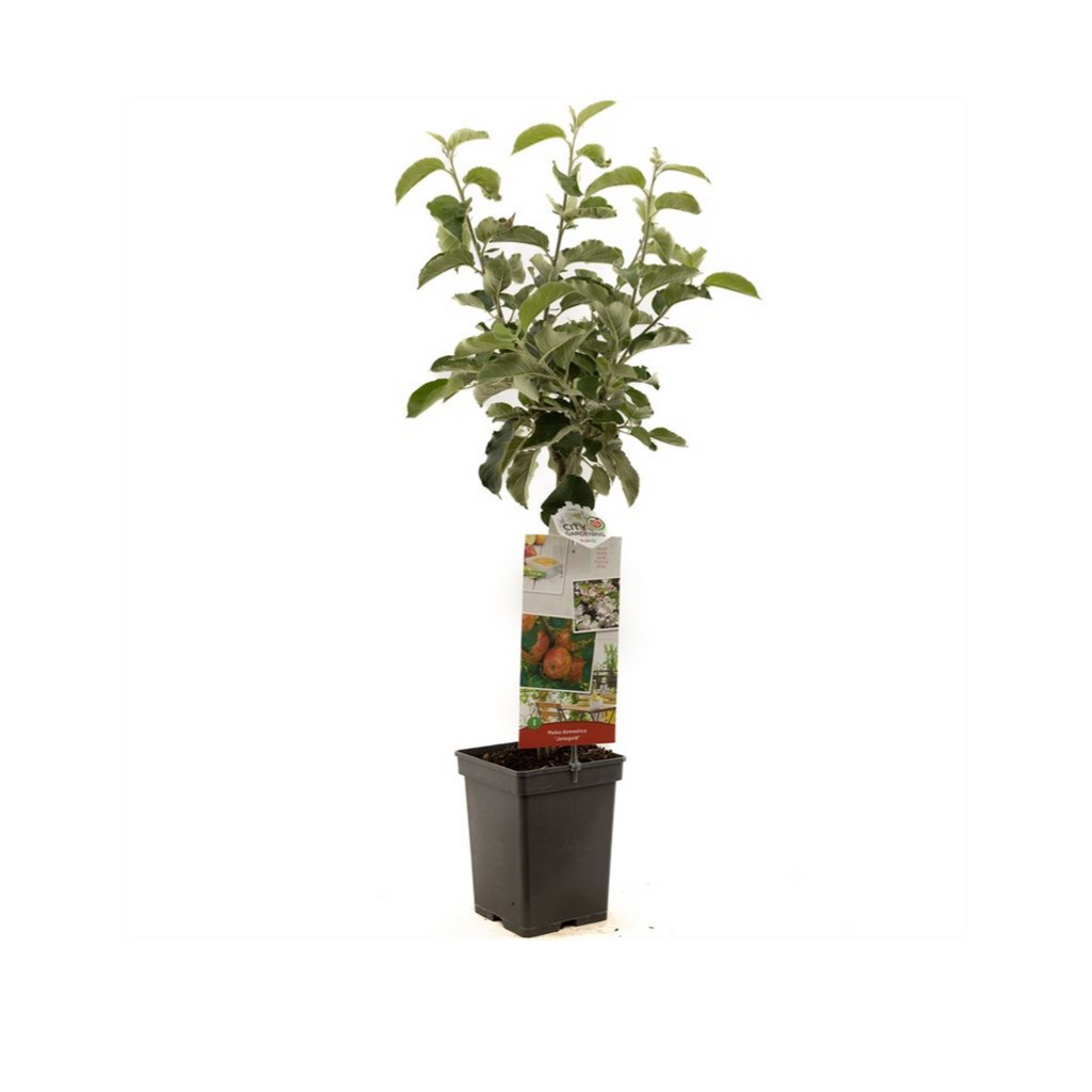 Rode handappel (Malus dom. Jonagold Patio) H 90 ø 18 cm