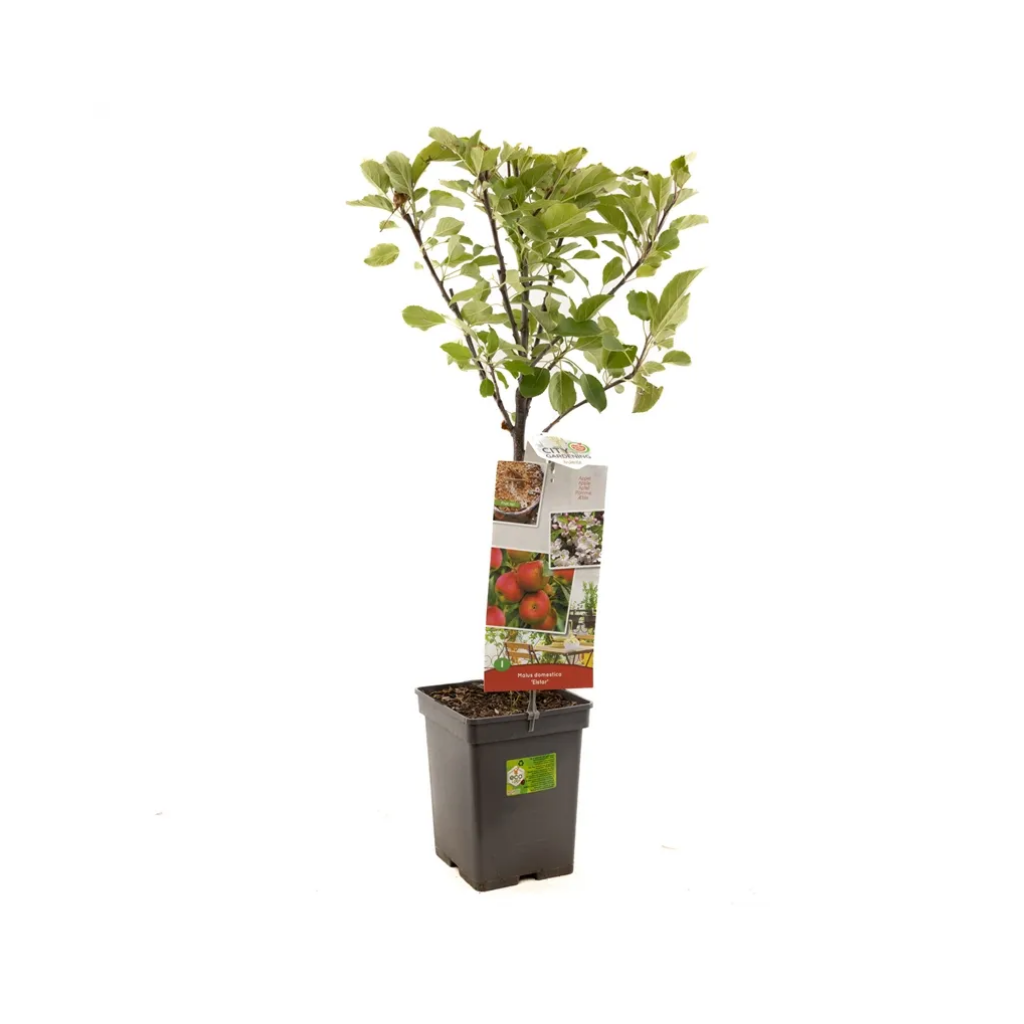 Najaarsappel (Malus dom. Elstar Patio) H 90 ø 18 cm