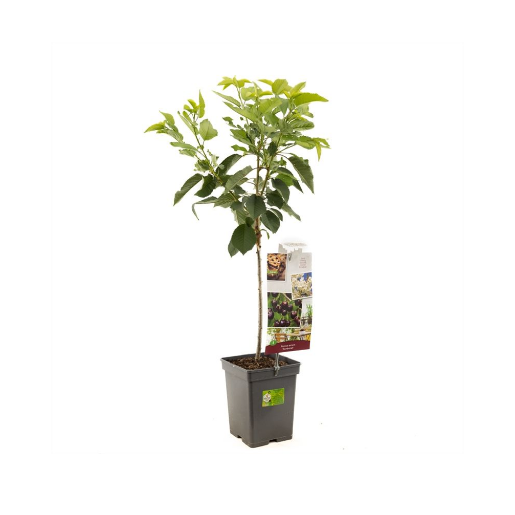 Zoete kers (Prunus avium Sunburst Patio) H 90 ø 18 cm