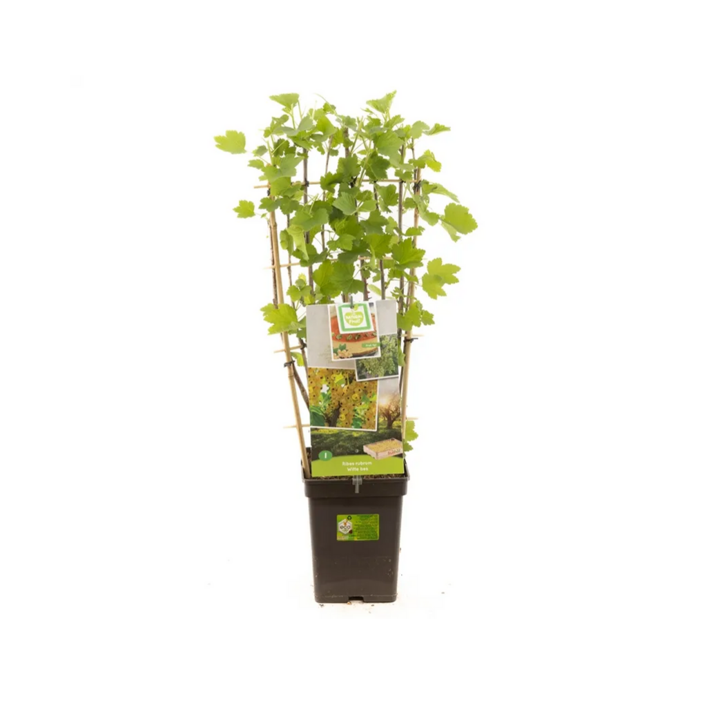 Witte bes (Ribes rubrum Witte bes leivorm) H 70 ø 18 cm