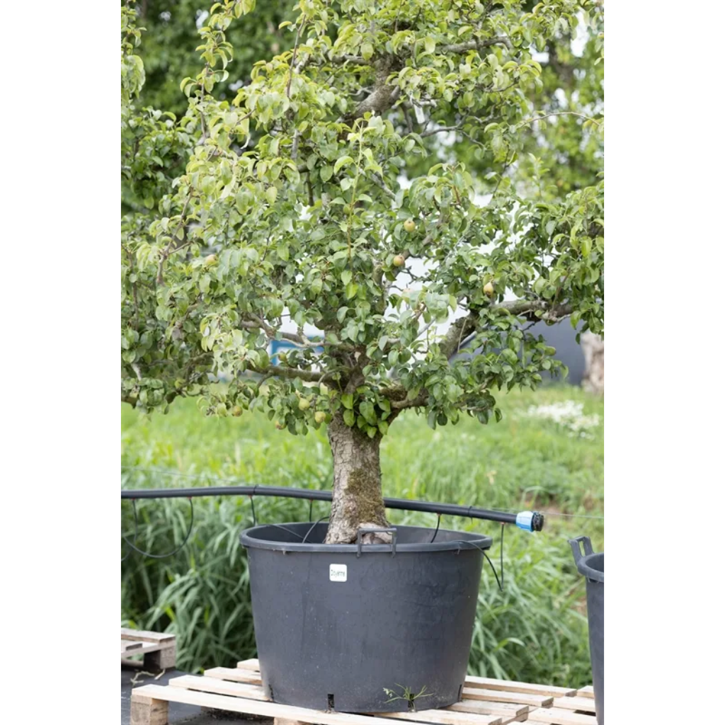 Handpeer - 25 jaar (Pyrus comm. Conference 25 jaar) H 250 ø 90 cm