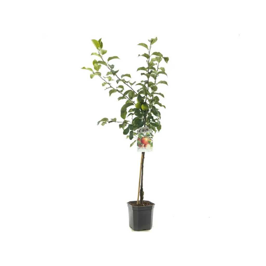 Handappel (Malus dom. Delcorf laagstam) H 160 ø 24 cm