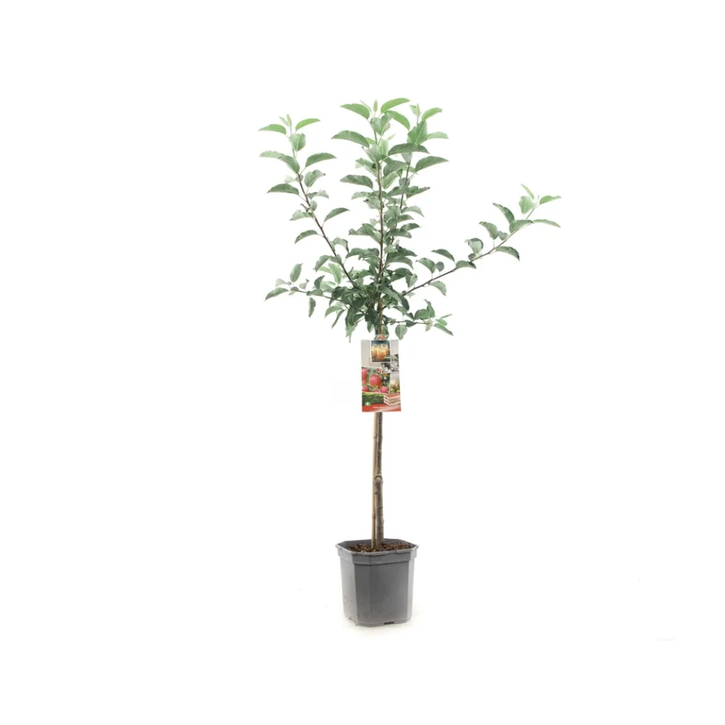 Handappel (Malus dom. Gala laagstam) H 160 ø 24 cm