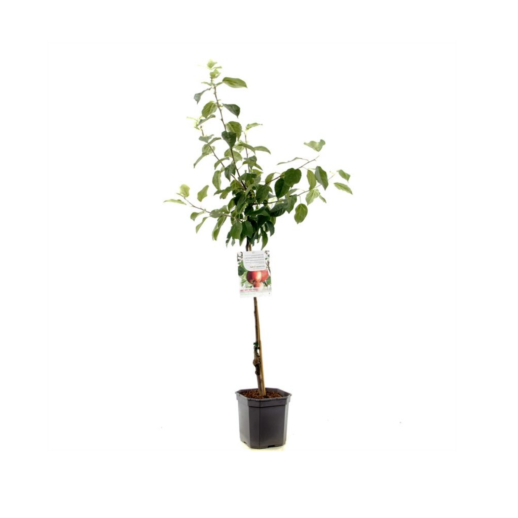 Rode handappel (Malus dom. Summerred laagstam) H 160 ø 24 cm
