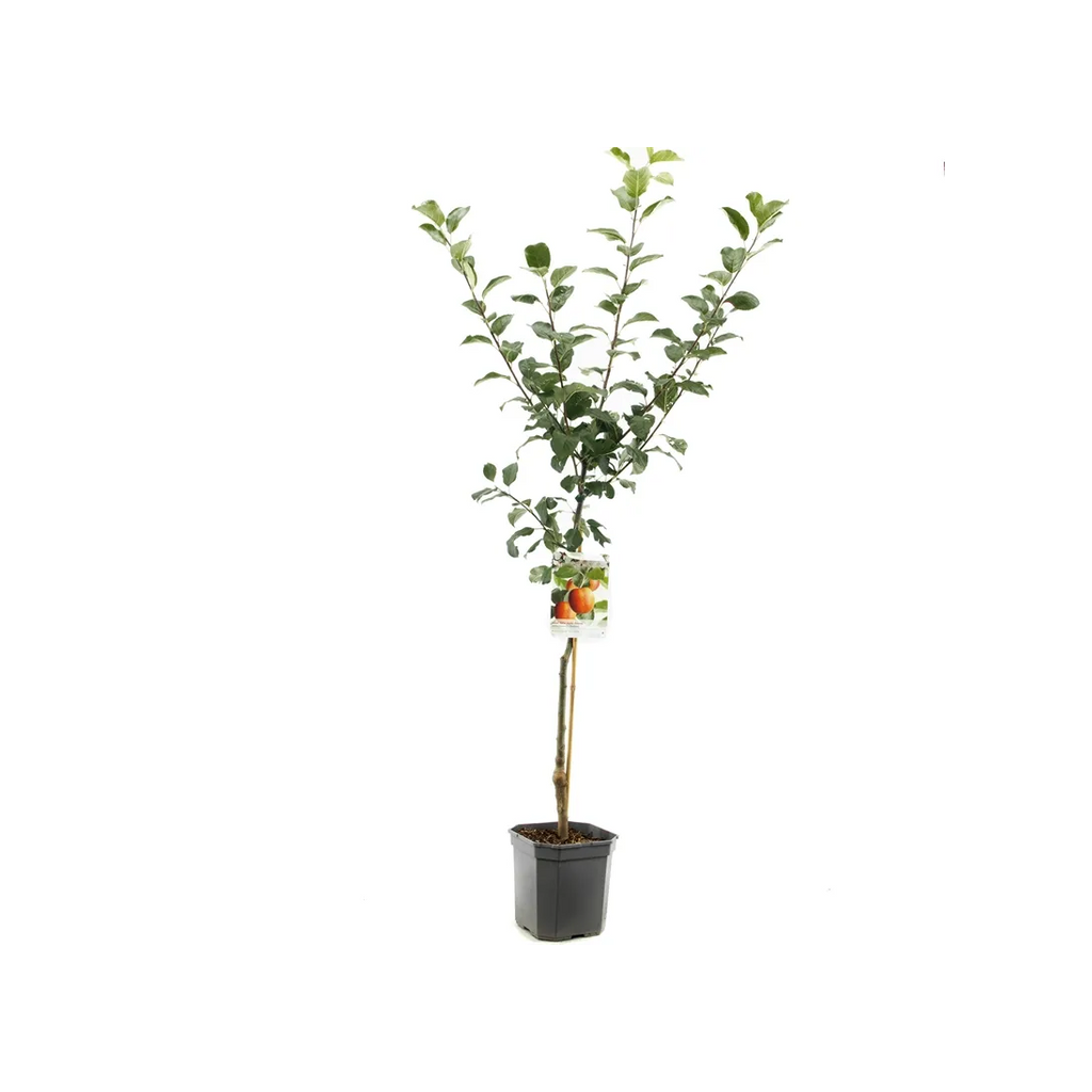 Allergie geschikt (Malus dom. Santana laagstam) H 160 ø 24 cm