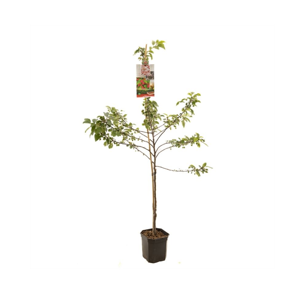 Rode sierappel (Malus Red Sentinel laagstam) H 210 ø 24 cm