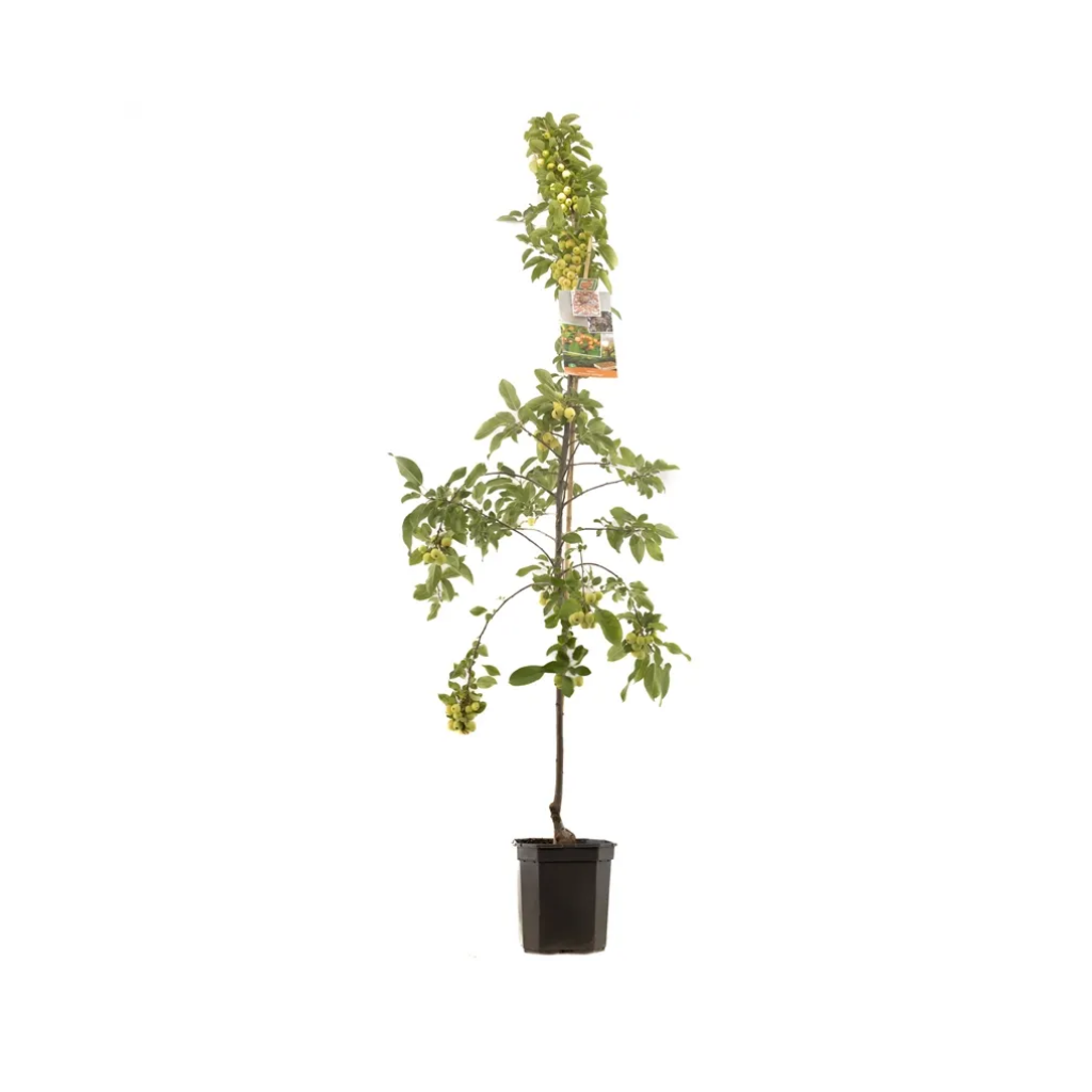 Geel-rode sierappel (Malus Prof. Sprenger laagstam) H 180 ø 24 cm