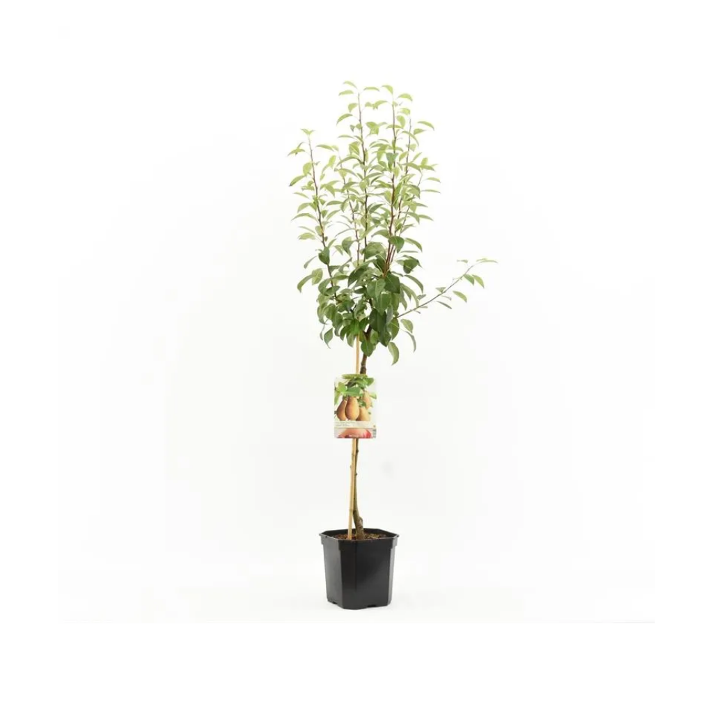 Zoete handpeer (Pyrus comm. Triomphe de Vienne laag) H 160 ø 24 cm