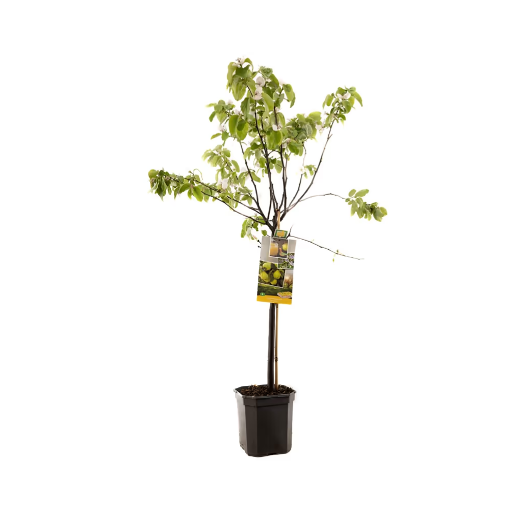 Kweepeer (Cydonia oblonga Kweepeer peer laag) H 160 ø 24 cm