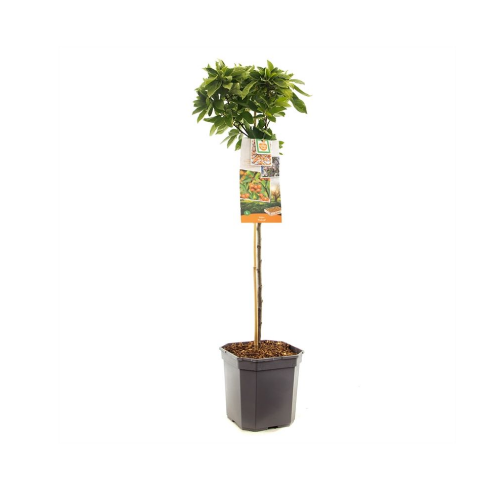 Dwergsierappel (Malus Pomzai stam 60) H 100 ø 24 cm