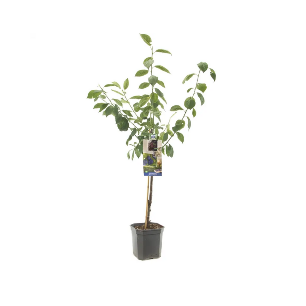Donkerblauwe pruim (Prunus dom. Bleue de Belgique laag) H 160 ø 24 cm