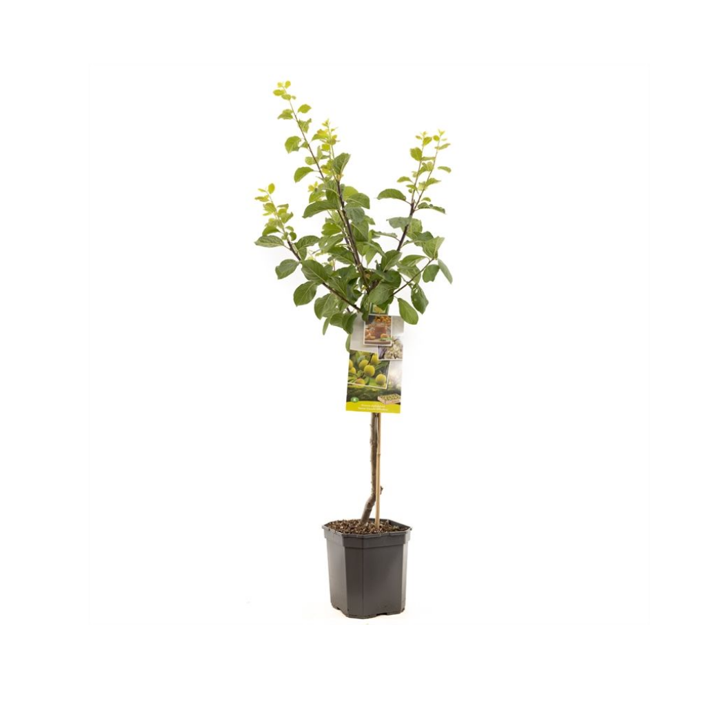 Gele pruim (Prunus dom. R-Cl. d'Oullins laag) H 160 ø 24 cm