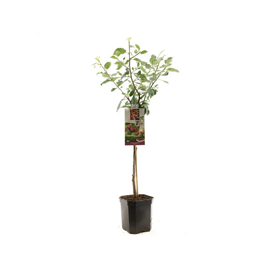 Oranje pruim (Prunus dom. Victoria laagstam) H 160 ø 24 cm