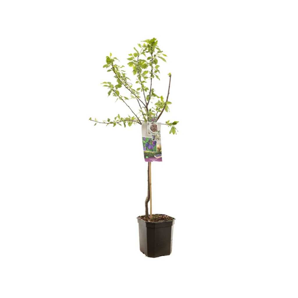 Donkerblauwe pruim (Prunus dom. Stanley laagstam) H 160 ø 24 cm