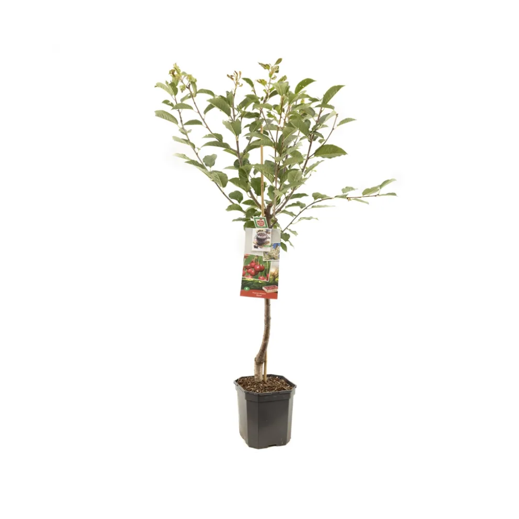 Zure kers (Prunus cerasus Morel laagstam) H 160 ø 24 cm