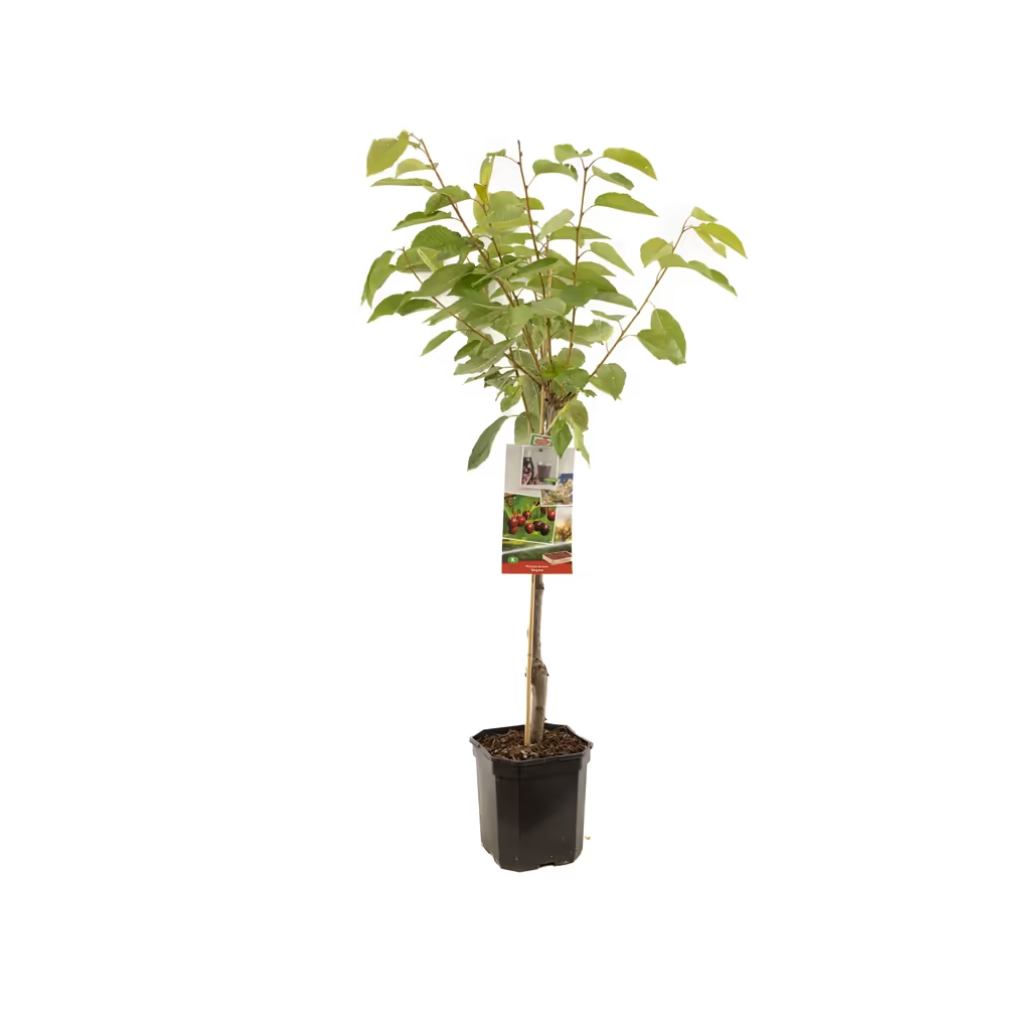 Zoete kers (Prunus avium Regina laagstam) H 160 ø 24 cm