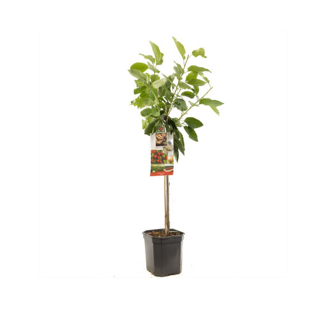 Rode zoete kers (Prunus avium Stella laagstam) H 160 ø 24 cm