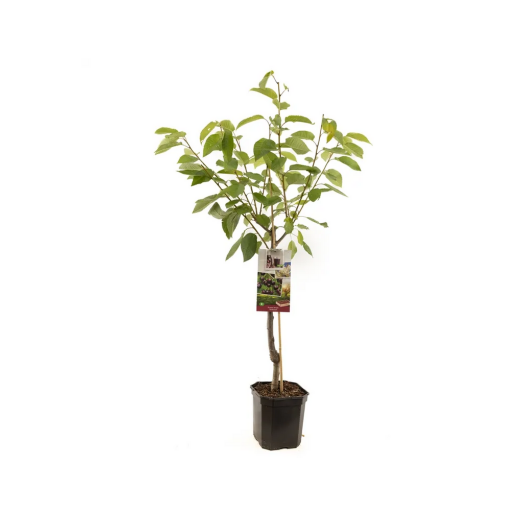 Zoete kers (Prunus avium Sunburst laagstam) H 160 ø 24 cm