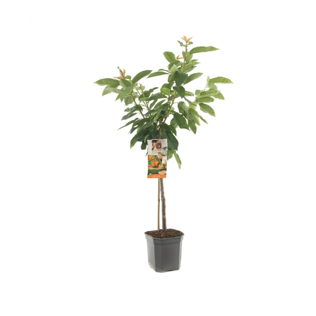 Geel-rode kers (Prunus avium Big. Napoléon laagstam) H 160 ø 24 cm