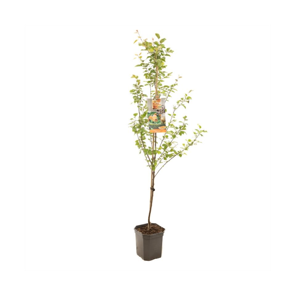 Abrikoos (Prunus armeniaca Tros Oranje laag) H 160 ø 24 cm