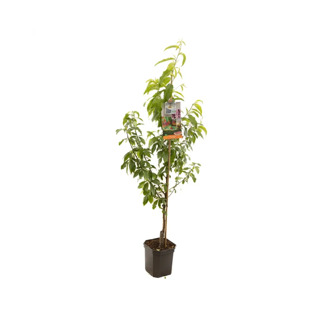 Perzik (Prunus persica Peregrine laagstam) H 160 ø 24 cm