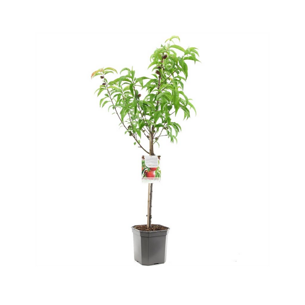 Nectarine (Prunus pers. nuc. M. Blanchet laag) H 160 ø 24 cm