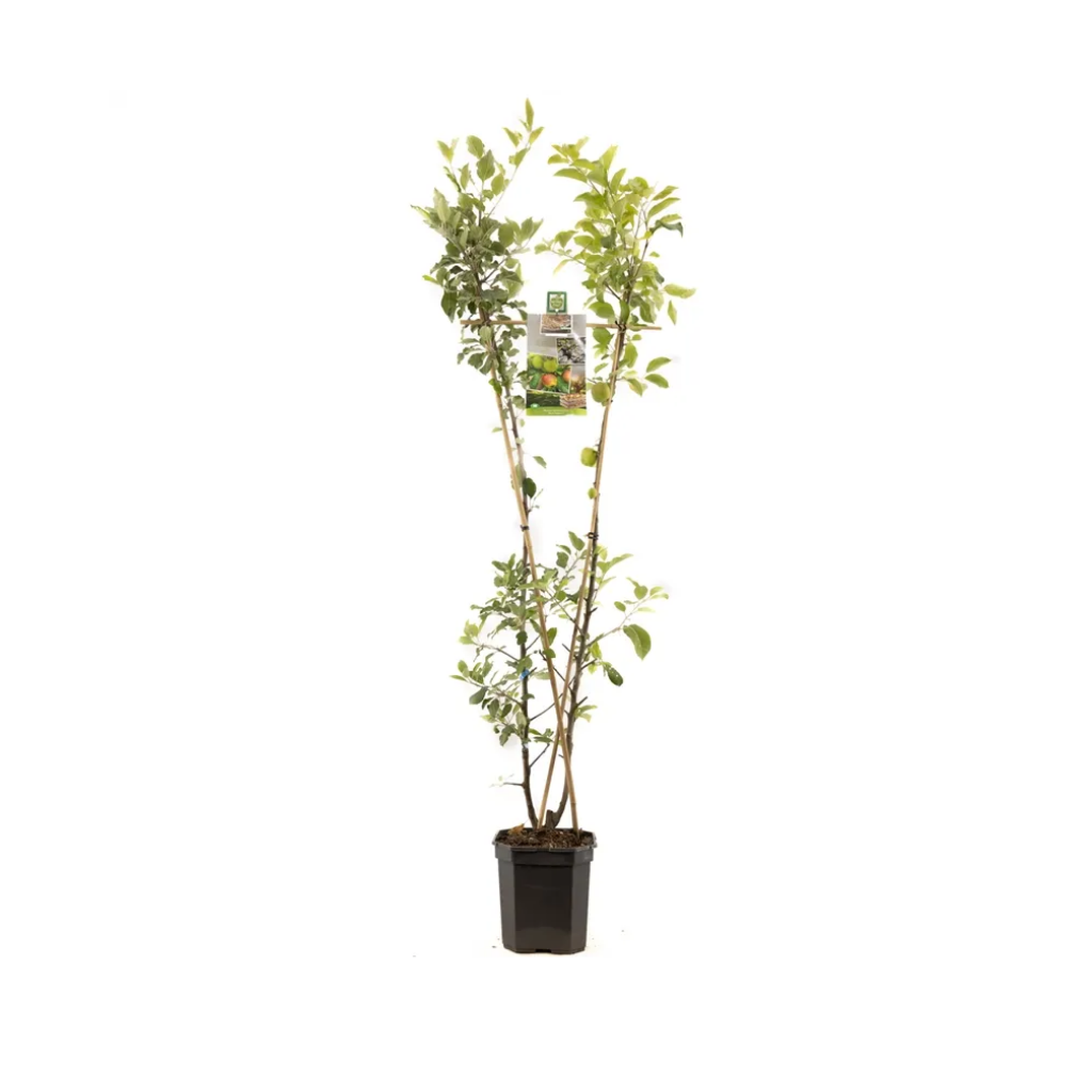 V-Vorm appel (Malus dom. Duo-appel) H 160 ø 24 cm