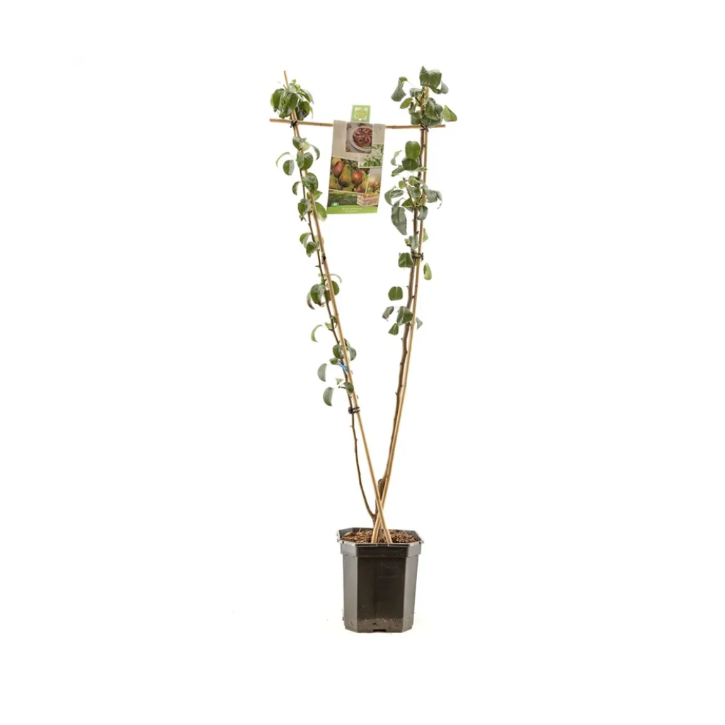 V-Vorm peer (Pyrus comm. Duo-peer) H 160 ø 24 cm