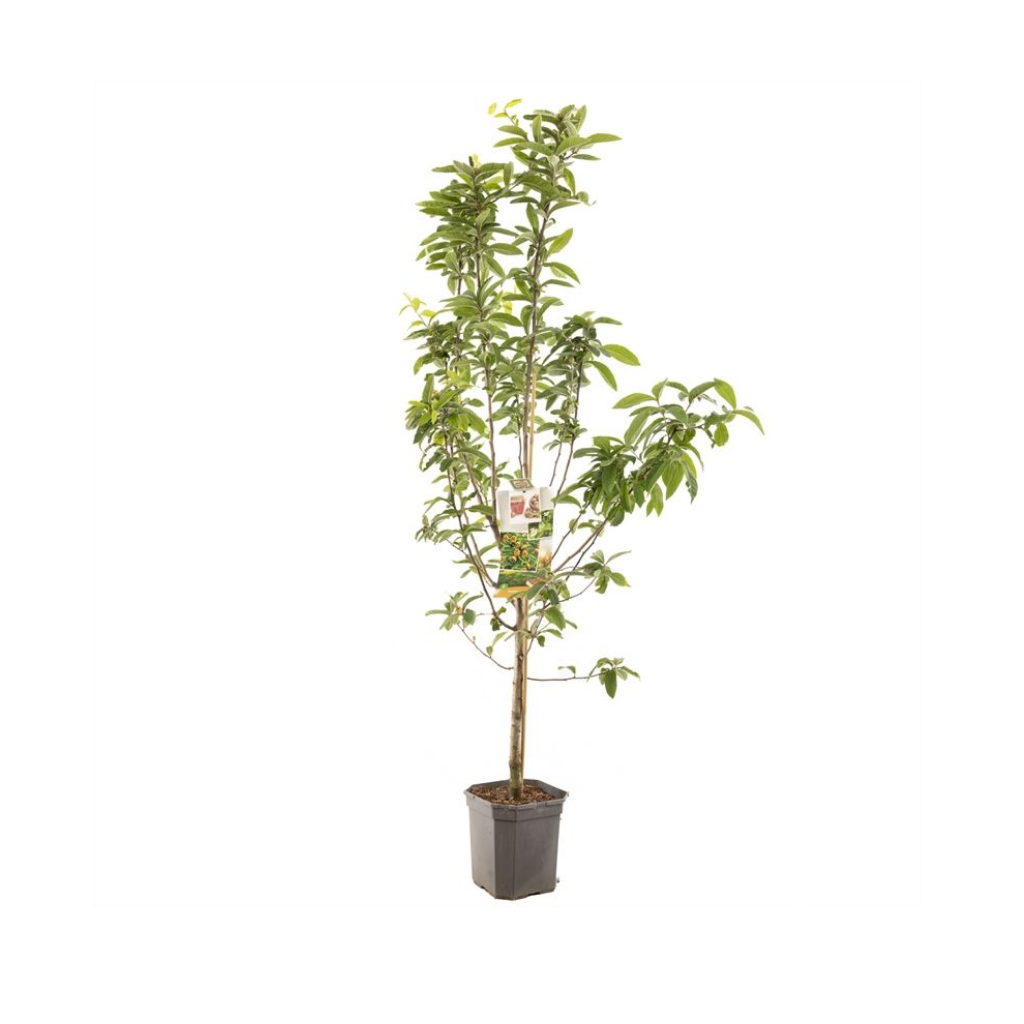 Mispel (Mespilus germanica Mispel laagstam) H 160 ø 24 cm