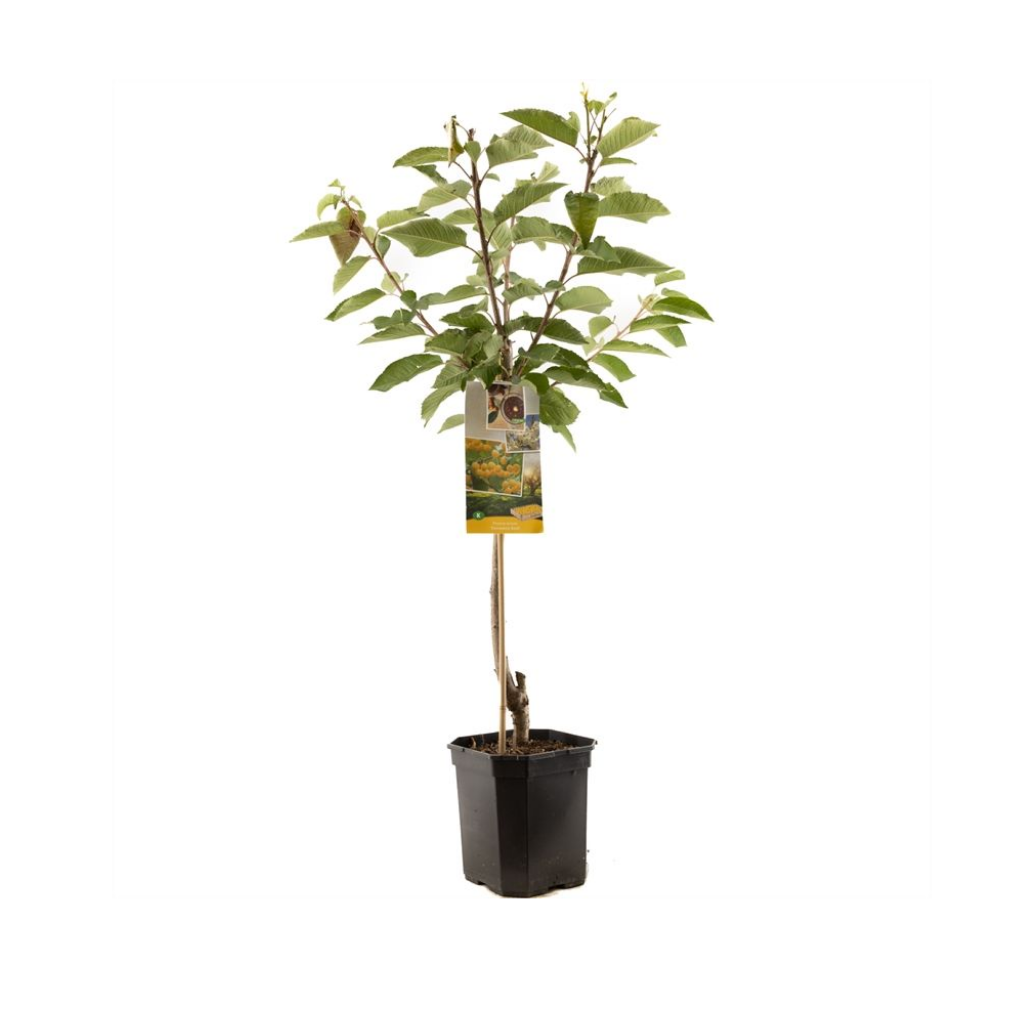 Zoete gele kers (Prunus avium Donissens Gold laagst) H 160 ø 24 cm