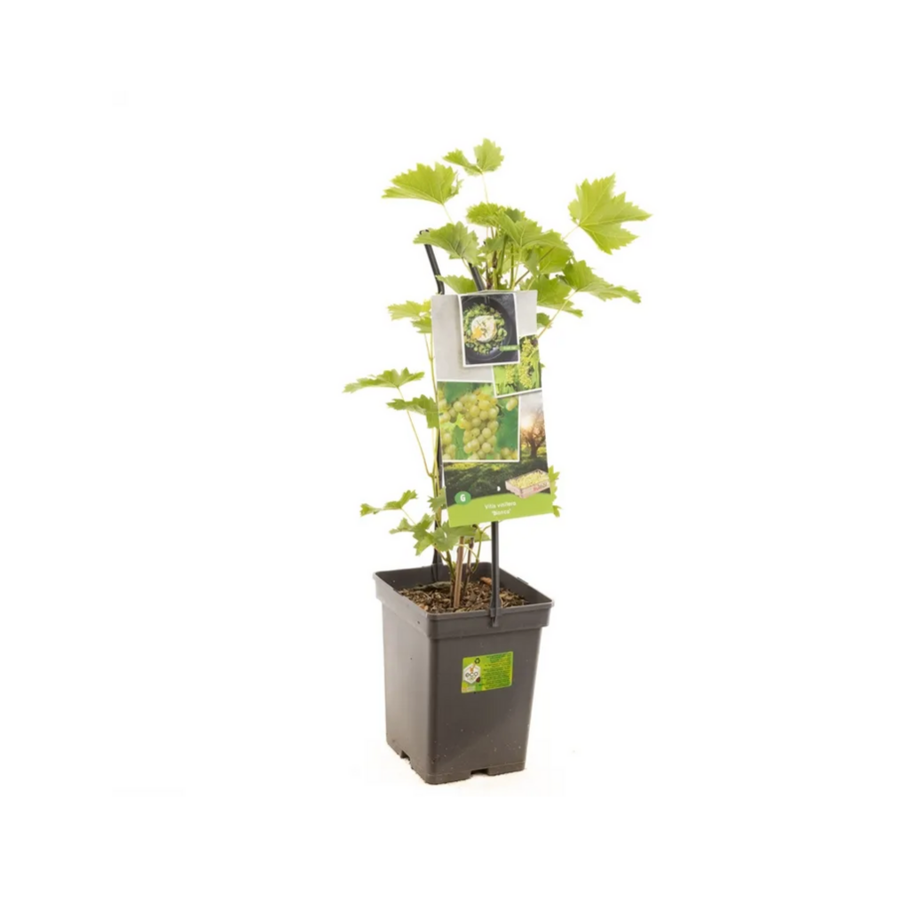 Witte druif , resistent (Vitis vin. Bianca - draagbeugel) H 65 ø 18 cm