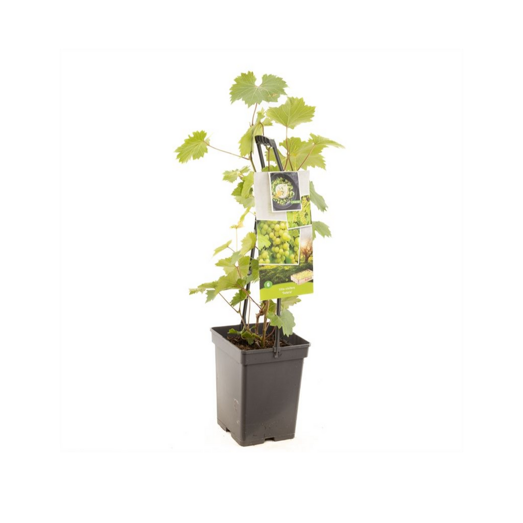 Witte druif (Vitis vin. Solaris - draagbeugel) H 65 ø 18 cm