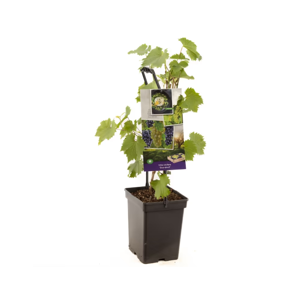 2 planten 1 pot (Vitis vin. Duo-druif - draagbeugel) H 65 ø 18 cm
