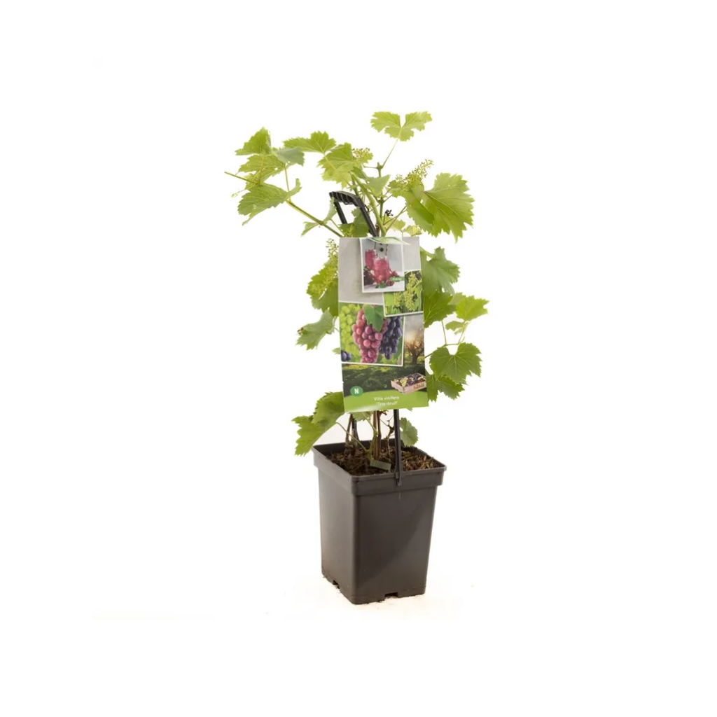 3 planten 1 pot (Vitis vin. Trio druif - draagbeugel) H 65 ø 18 cm