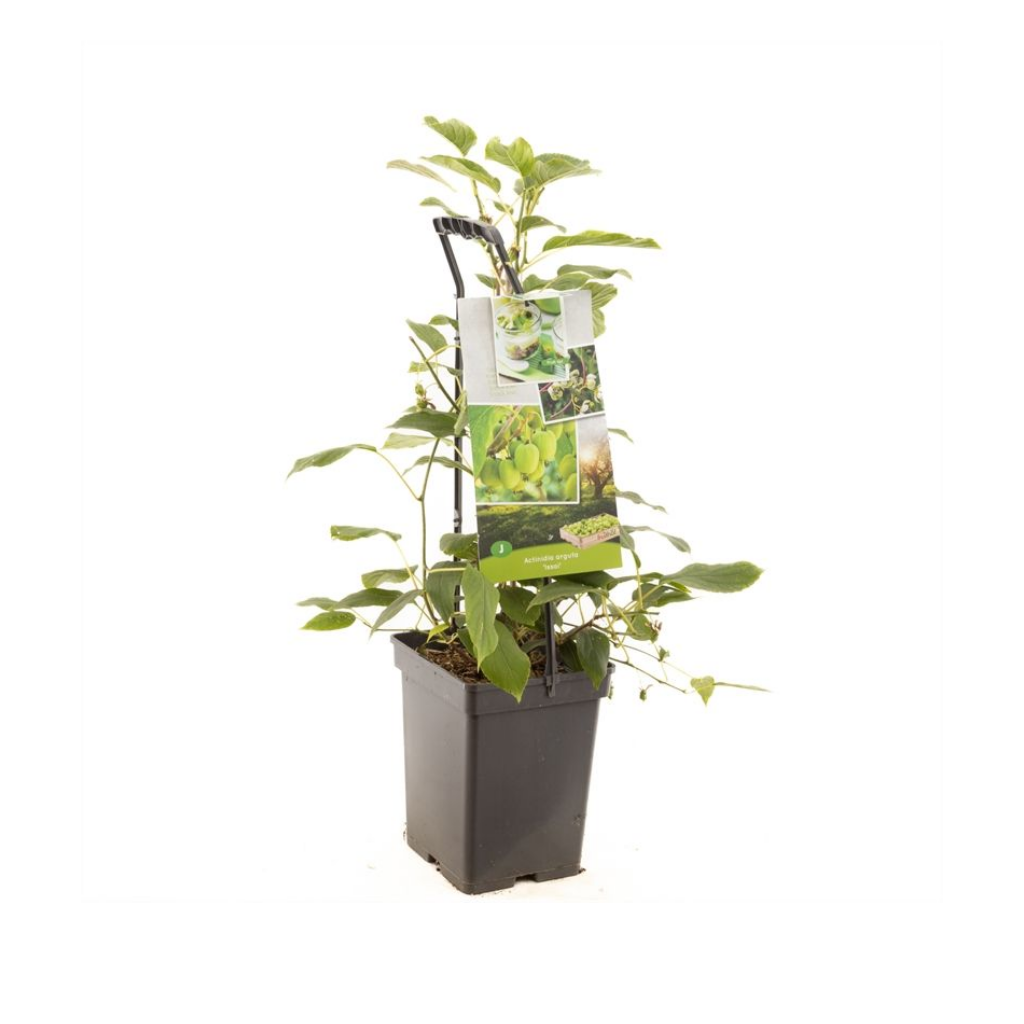 Zelfbestuivende kiwi (Actinidia arguta Issai - draagbeuge) H 65 ø 18 cm