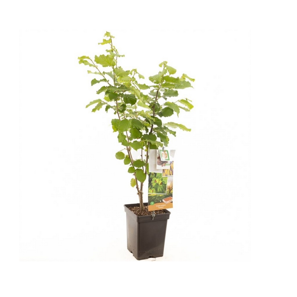 Hazelnoot (Corylus avellana Cosford) H 105 ø 18 cm