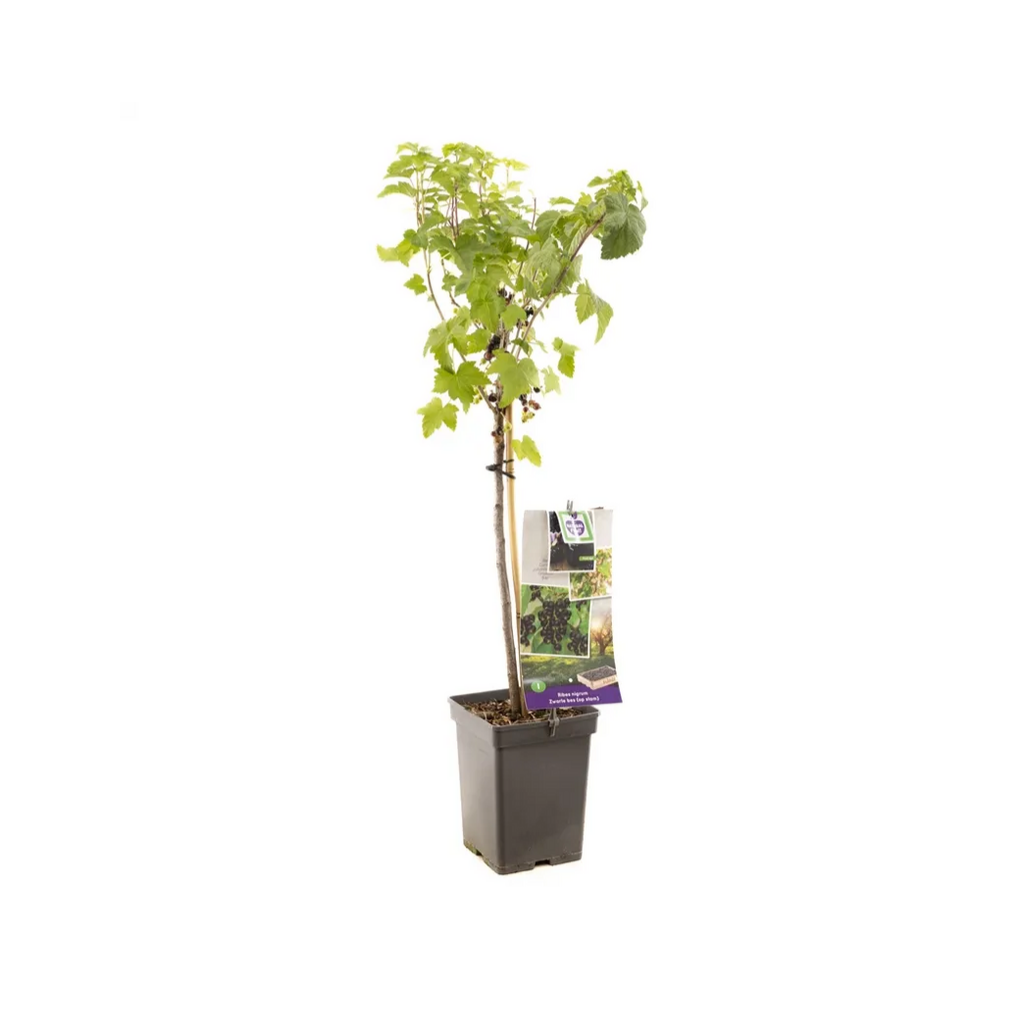 Zwarte bes (Ribes nigrum Zwarte bes op stam) H 120 ø 18 cm
