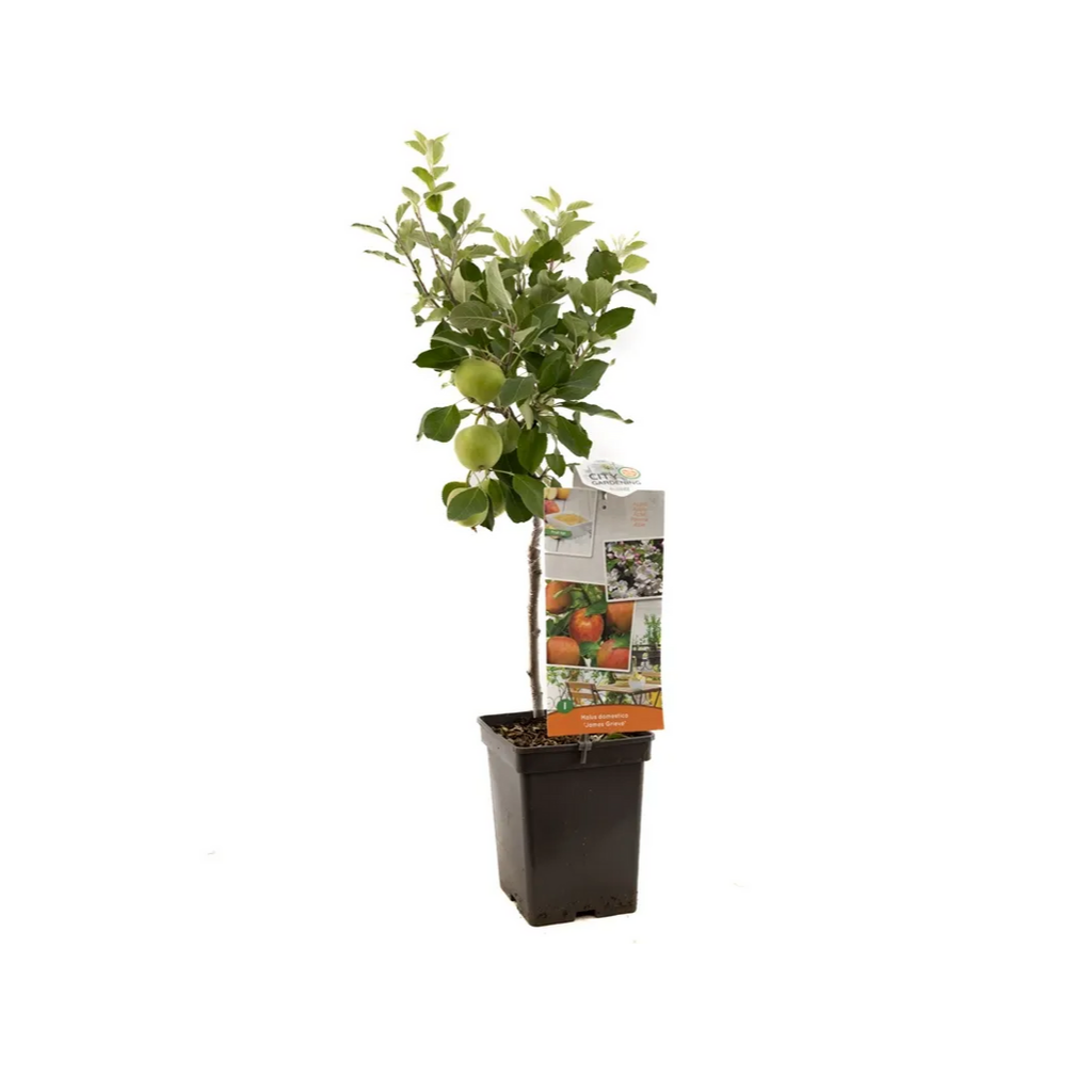 Geel-rode hand- en moesappel (Malus dom. James Grieve Patio) H 90 ø 18 cm