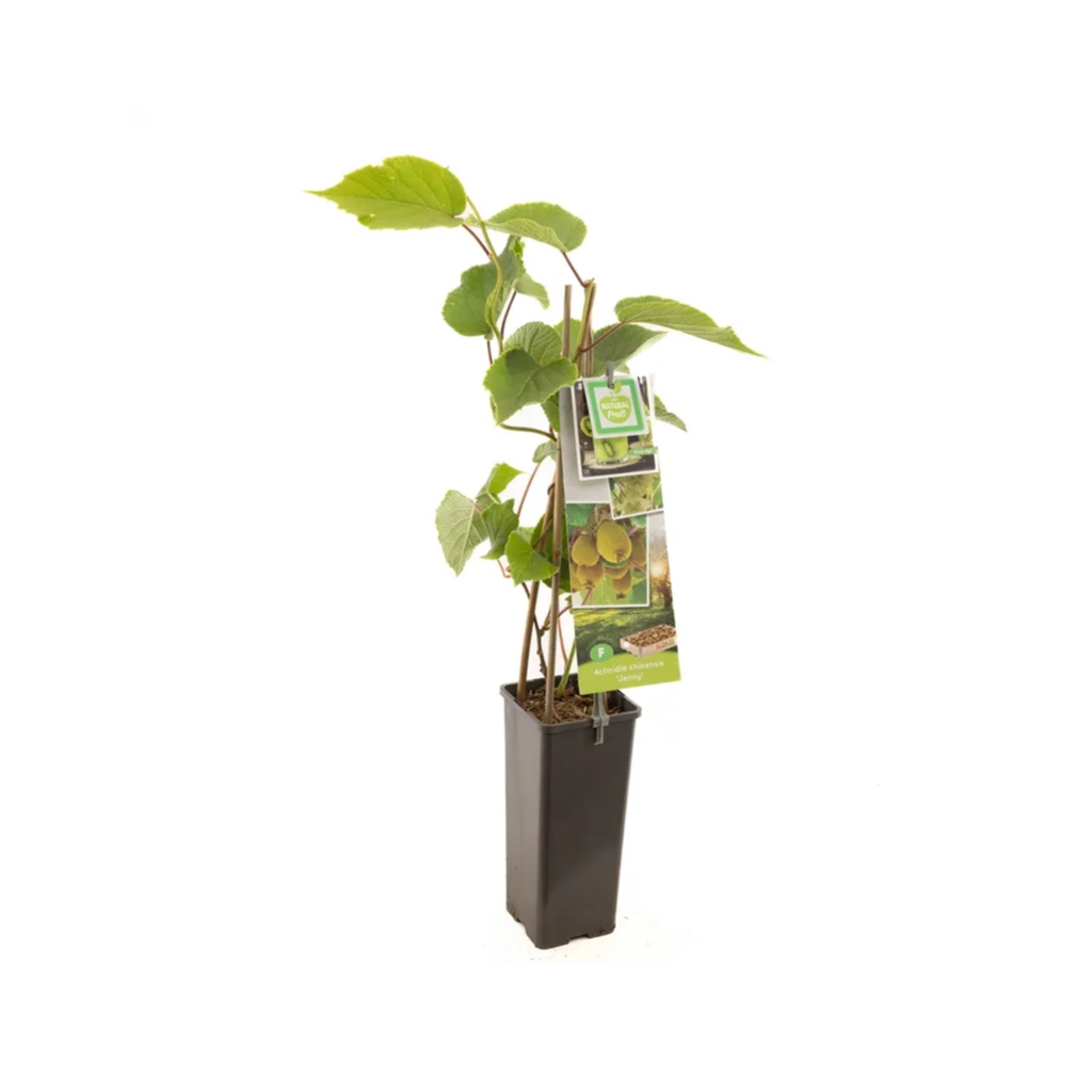 Zelfbestuivende kiwi (Actinidia chinensis Jenny) H 60 ø 11 cm cm
