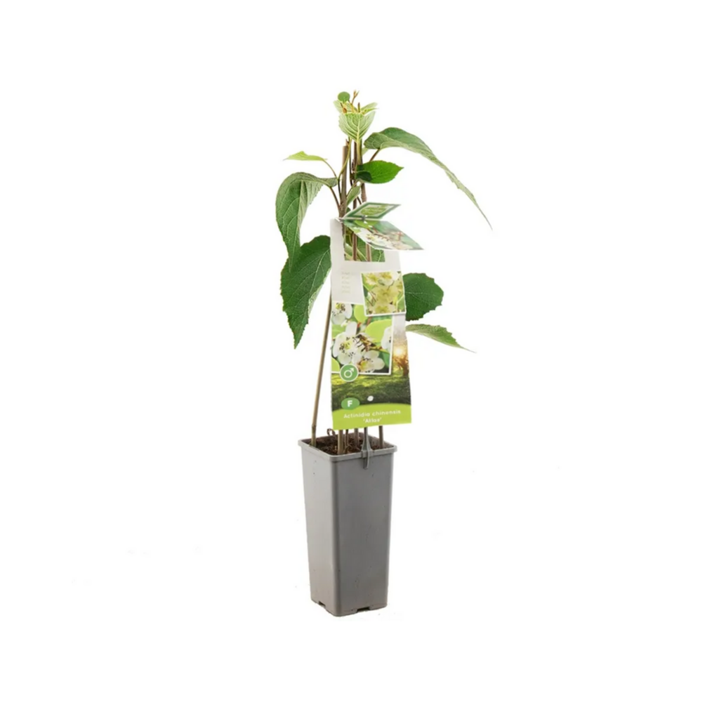 Kiwi, mannelijk (Actinidia chinensis Atlas) H 60 ø 11 cm cm