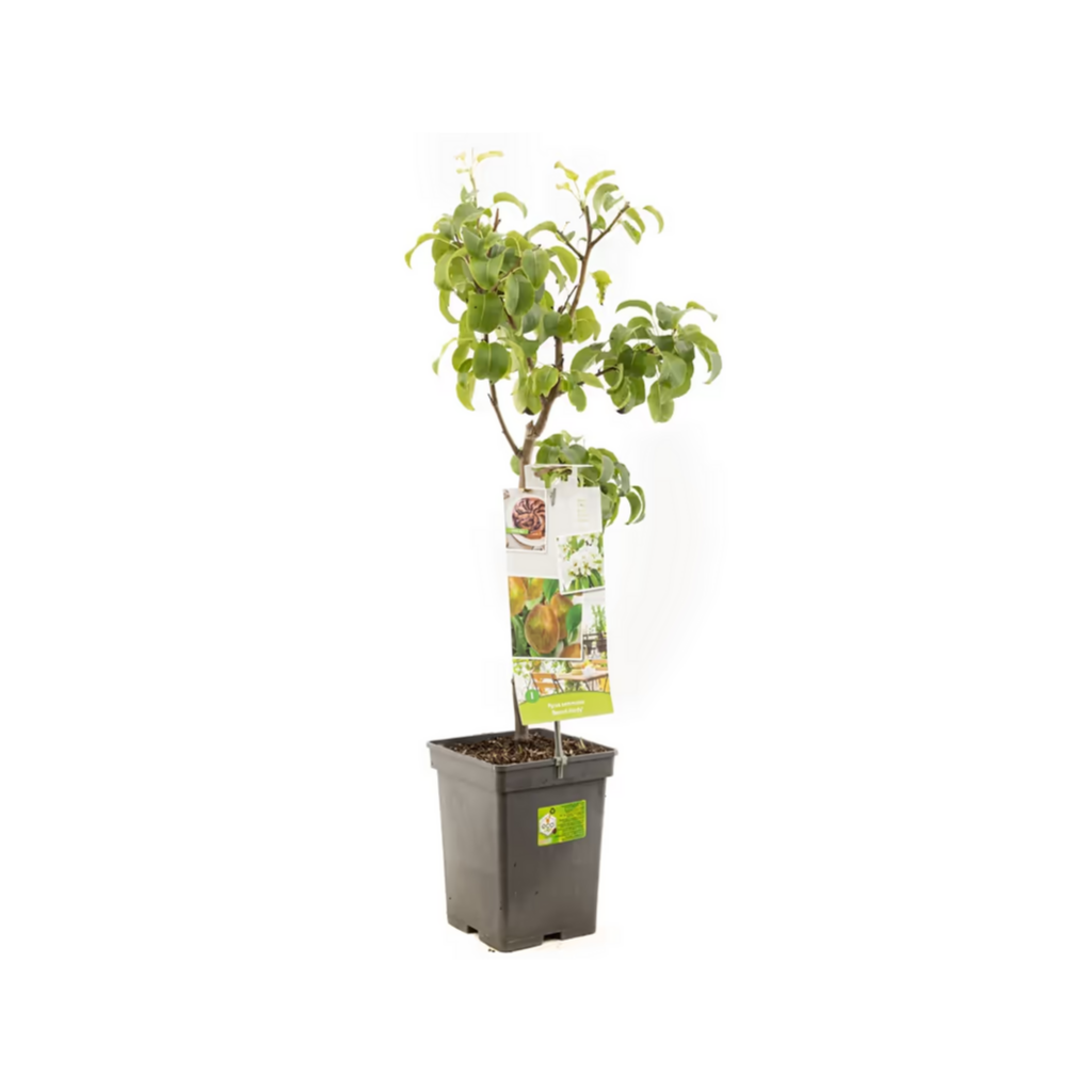 Zoete handpeer (Pyrus comm. Beurré Hardy Patio) H 90 ø 18 cm
