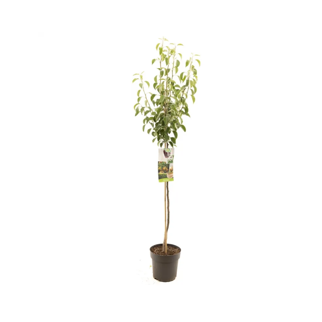Stoofpeer (Pyrus comm. Gieser Wildeman half) H 200 ø 27 cm