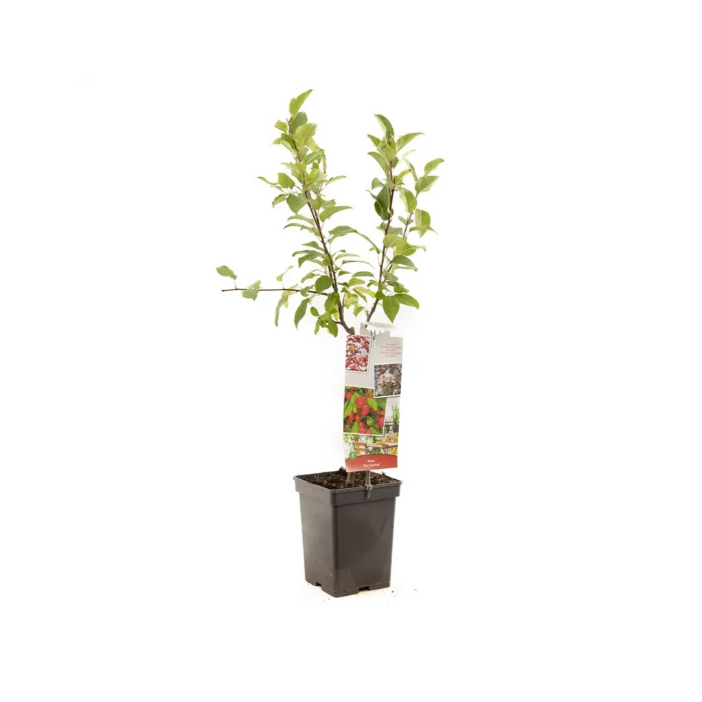 Rode sierappel (Malus Red Sentinel Patio) H 90 ø 18 cm