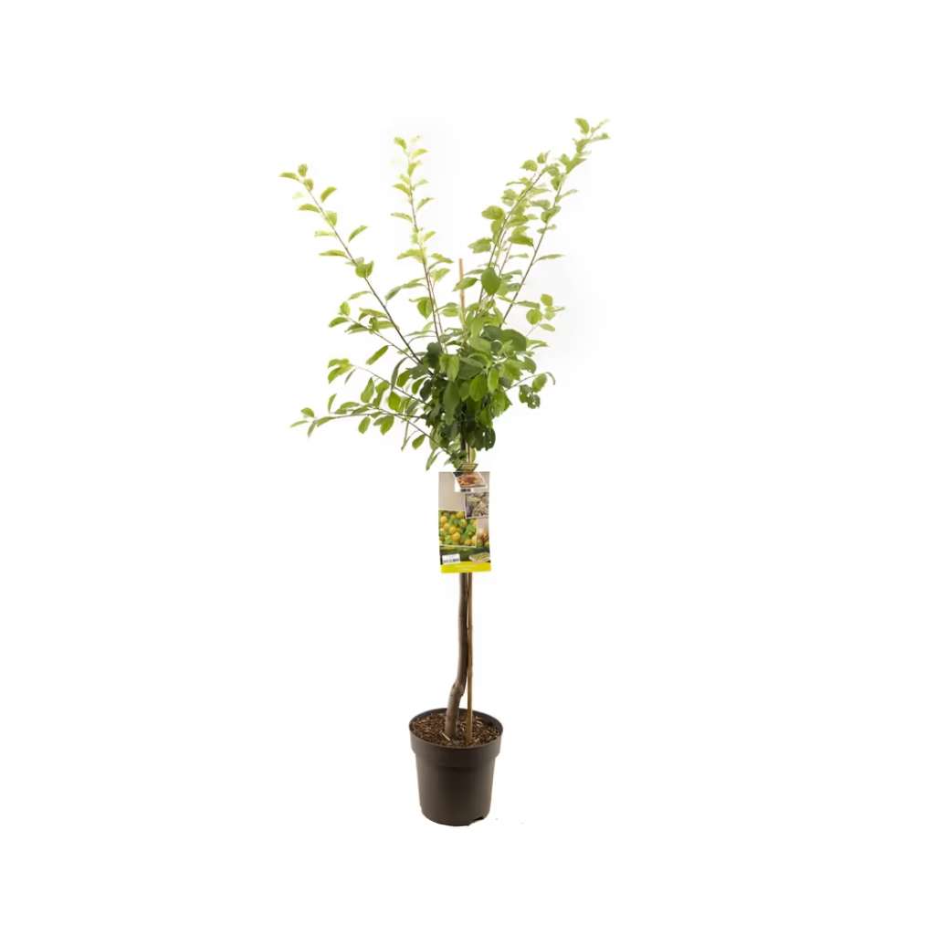 Groen-gele pruim (Prunus dom. Ontario halfstam) H 230 ø 27 cm