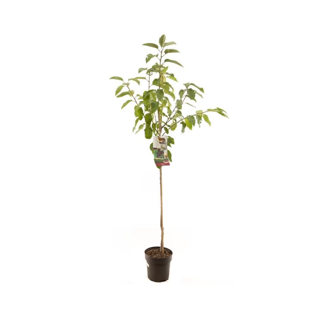 Zoete kers (Prunus avium Lapins halfstam) H 230 ø 27 cm